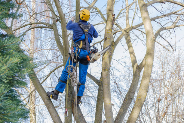  , USA Tree Removal Pros